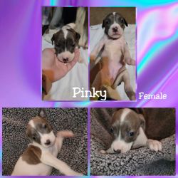 Puppie #6 Pinky
