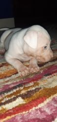 6 female Pitbull puppies