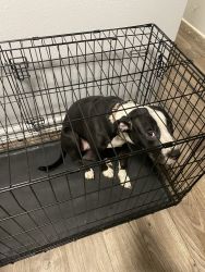 8 months full pitbull