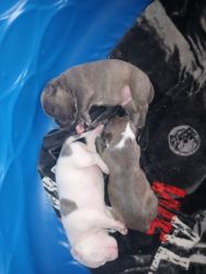 Topeka pit bulls puppies for sale buy owner