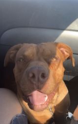 Red nose pit needs home ASAP