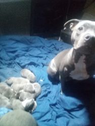 Blue nose pitbull puppies 1500 apiece