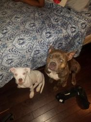 All white pitt puppy for sale