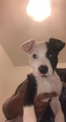 4 month old Pit bull for sale