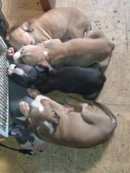 Blue Colby Pitbull Puppies