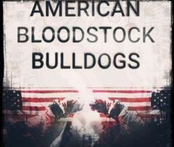 American BloodStock Bulldogs