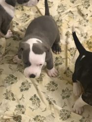 1 month old puppies for sale