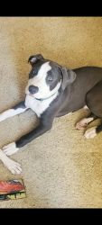 11 month old (unneutered) male blue nose pitbull