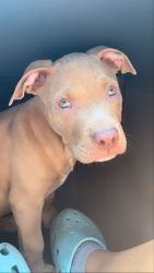 Looking to sell my 3 month old puppy