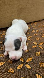 Show breed pit bull puppies