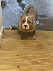 ***One year young Tri-Merel Virgin American Pitt-Bull for sale***