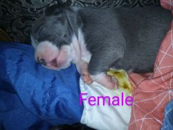 Registered pitbull puppies