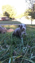 8week old pitbull puppies