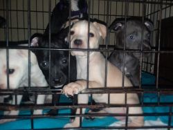 Pit bull puppies born 9/16/21 given their 1st parvo vaccine,dewormer