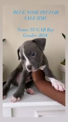2 MONTH OLD AMERICAN BULLY x BLUE PUPPIES