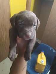 Cute female puppies in need of a loving home