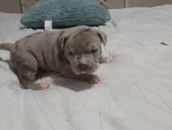 Merle pitbull puppy for sale