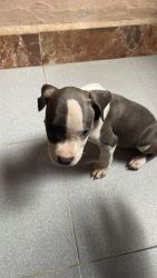 American pit bull 45 days old