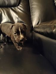 Female puppy looking for a good home come December