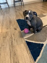 Female Blue Nose Pit Bull Puppy