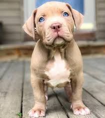 Bluenose pitbull puppies for sale