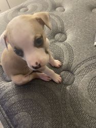 Puppy pit bull for sale