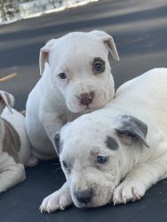 Puppies looking for a good home