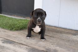 Pittie Puppies looking for a furever home