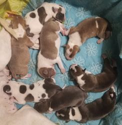 Full Blooded Blue Nose Pitbull Puppies