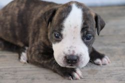 Pitties puppies for sale