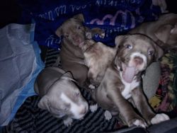 American red nose pit bull pups