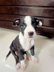 Puppies for Sale In Pune
