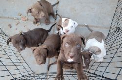 Rehoming Adorable American Red Nose & American Staffy Pitbull Pups