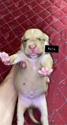 Best bloodline American Pitbull terrier (APBT) for sale
