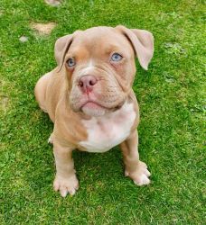 Our 8 weeks old red nose pitbull is available.