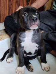 American pitbull puppies for sale (Contact - xxxxxxxxxx)