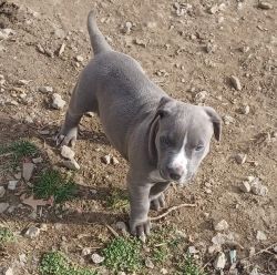 Blue Nose American Pit Bull