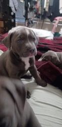 Blue nose American pit bull
