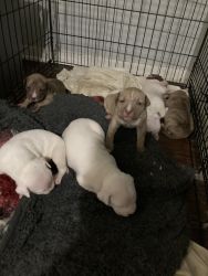 Blue pits for sale