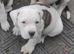 King -. Pitbull pit puppy 10 weeks old