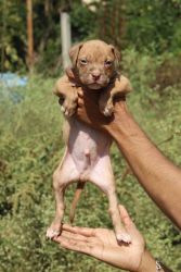 AMERICAN PITBULL PUPPIES FOR SALE