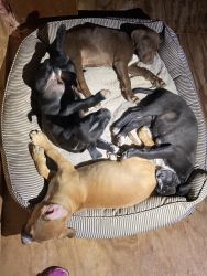3 pitbull puppies for sale