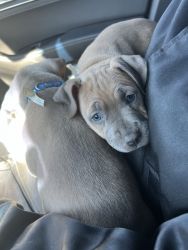 Pits puppies for sale
