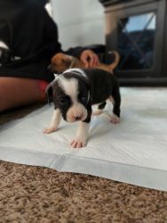 Pitbull puppy for sale (SOLD)