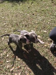 Blue Pitbull puppies