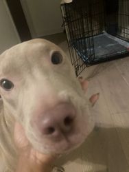 Red nose pit(5 m.o)