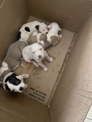 American pitbull puppies for sale