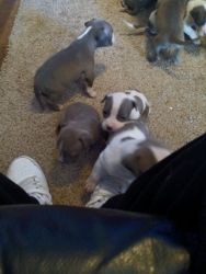 Blue Pit Bull Puppies