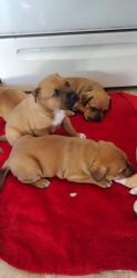 Pitbull Puppies Ready For Their Forever Home