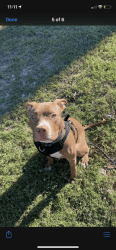 Male Pit Bull Puppy